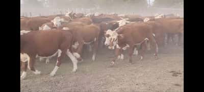 Lote 70 Novillos en Villaguay, Entre Ríos