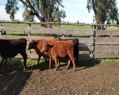 Lote (Vendido)5 Terneros 3 AA Y 2 RA 204kg - , Colonia