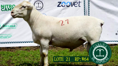 Lote RP W64