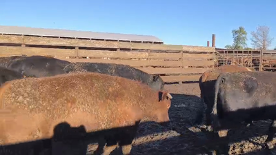 Lote 40 Novillo Gordo en Los Ángeles, VIII Región Biobío