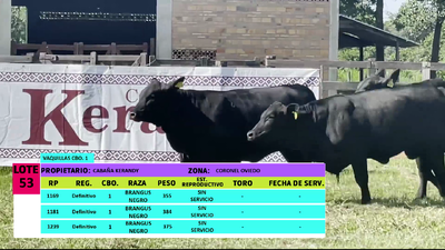 Lote LOTE 53 - 3 VAQUILLAS CBO 1