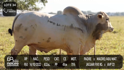 Lote LOTE 34