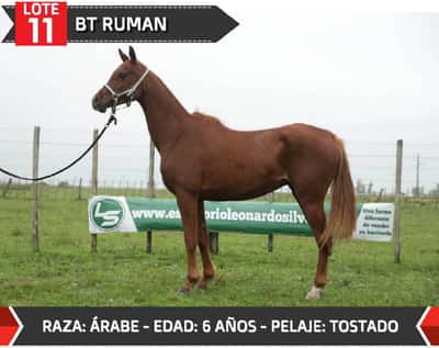 Lote BT RUMAN