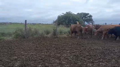 Lote 32 Novillitos Braford y sus cruzas en Villa Minetti, Santa Fe