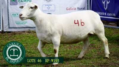 Lote RP W195