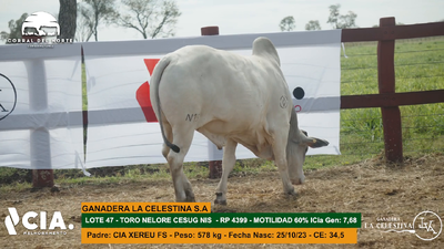 Lote 
