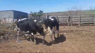 Lote (Vendido)3 Vacas de Invernada 500kg -  en VIBORAS Y VACAS