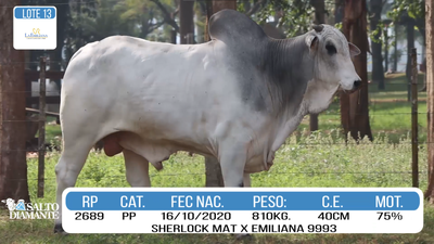 Lote LOTE 13