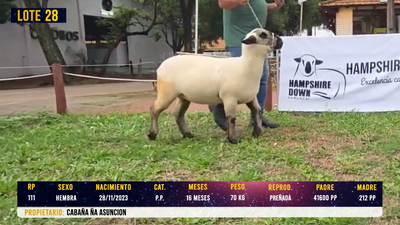 Lote LOTE 28