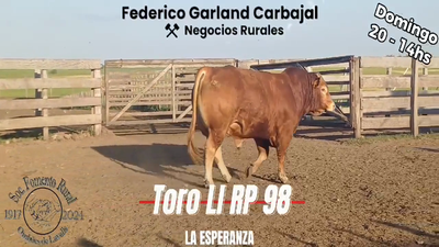 Lote TORO PI