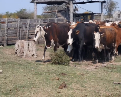 Lote 33 Vacas de invernar en Mariano I. Loza, Corrientes