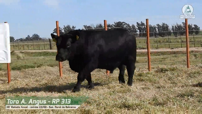 Lote TORO ANGUS