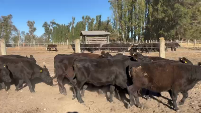 Lote 52 Vaquilla Engorda en Quilleco, VIII Región Biobío
