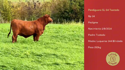 Lote Lote 2