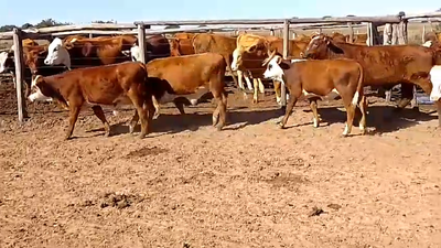 Lote 19 Terneros