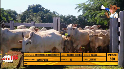 Lote LOTE 115