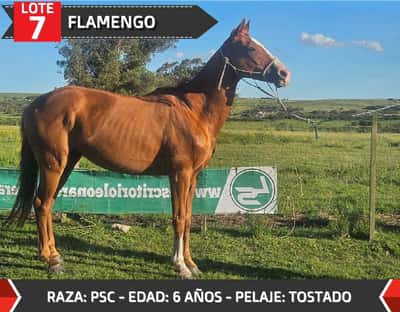 Lote FLAMENGO