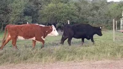 Lote 2 Vacas de Invernada 360kg -  en CARMELO