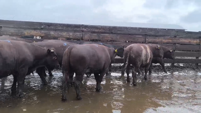 Lote 20 Novillo Gordo en Los Ángeles, VIII Región Biobío