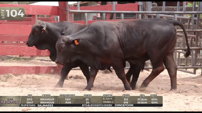 Lote LOTE 104