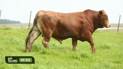 Lote Toros de exposición - Cabaña el Tacurú