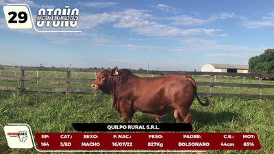 Lote LOTE 29