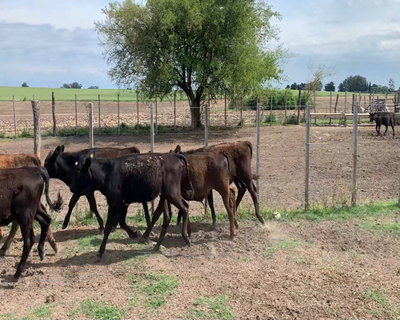 Lote (Vendido)16 Terneros AA X HO 169kg - , Colonia