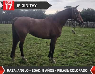 Lote JP GINITAY