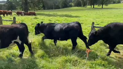 Lote 100 Novillo Engorda en Río Bueno, XIV Región Los Ríos