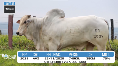 Lote LOTE 45