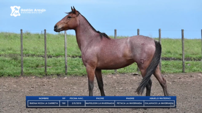 Lote BUENA MOZA LA CARRETA