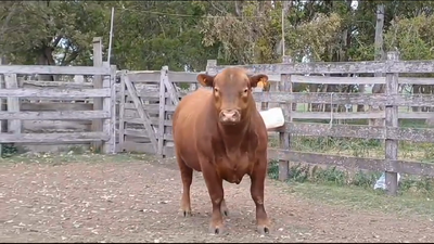 Lote TORO SA