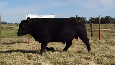 Lote TORO ANGUS