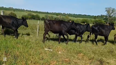 Lote TERNERAS