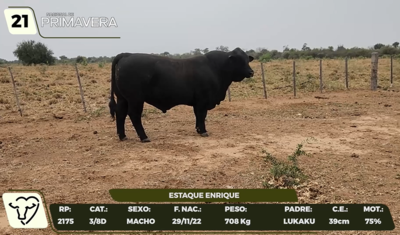 Lote LOTE 21- CAMPO