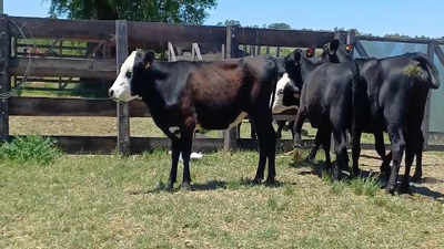 Lote VAQUILLONAS 1 A 2 AÑOS