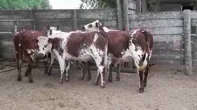 Lote VAQUILLONAS SN