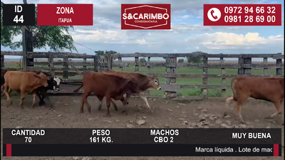 Lote TERNEROS CBO 2