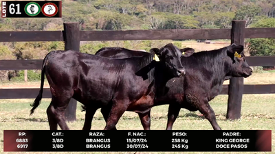 Lote LOTE 61