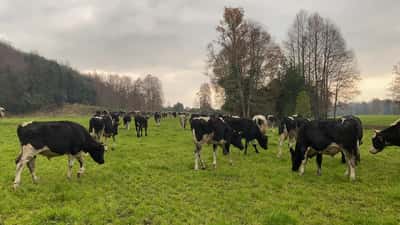 Lote 100 Novillo Engorda en Panguipulli, XIV Región Los Ríos
