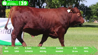 Lote LOTE 39