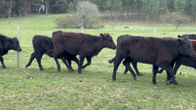 Lote 38 Terneras en Los Feos, Tacuarembó