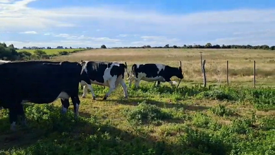 Lote VACAS INDUSTRIA