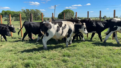 Lote NOVILLOS 1 a 2 AÑOS