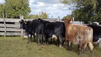 Lote (Vendido)7 Vacas de Invernada 480kg -  en Barrancas Coloradas