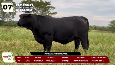 Lote LOTE 7