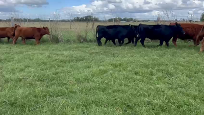 Lote 15 Terneros/as