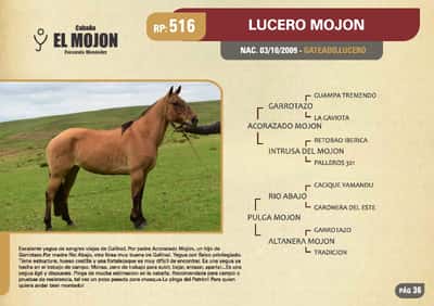 Lote RP 516 - LUCERO MOJON - EL MOJON