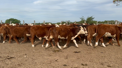Lote 110 Terneros