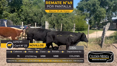 Lote 15 Novillos en San Martín, Colonia